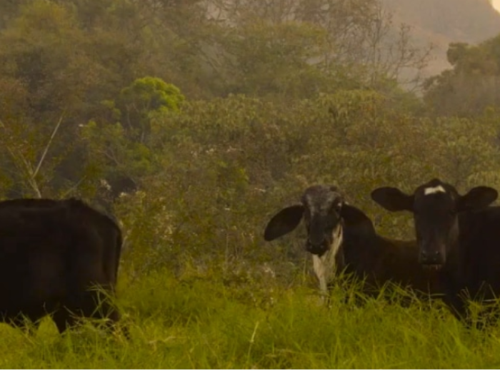 Credit image: Aleph Farms