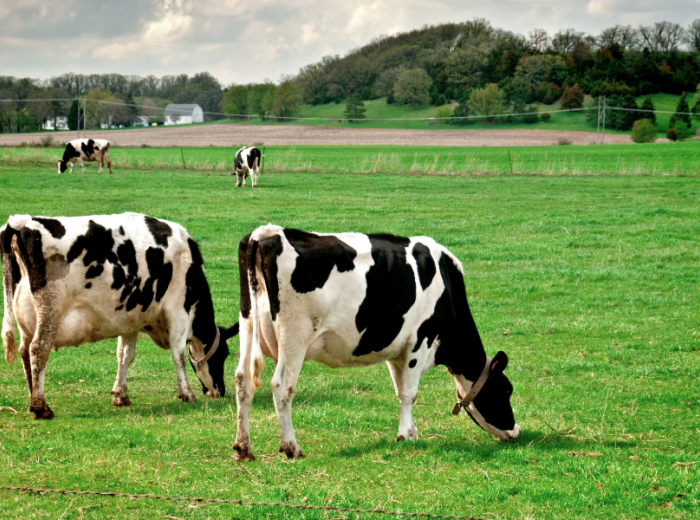 cow